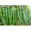 Suntoday Asian vegetable plant seed green online pepper chilli seeds